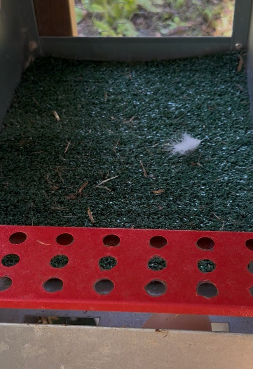 Cluckin’Clean Turf- Washable Artificial Grass Nesting Pads (12x12” Squares, Pack of 6)
